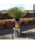 Yucca Rostrata H.150 cm