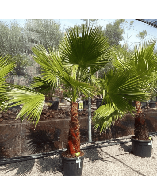 Palmier Washingtonia Robusta Tronc de 60/80 cm, H.190 cm