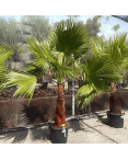 Palmier Washingtonia Robusta Tronc de 60/80 cm, H.190 cm