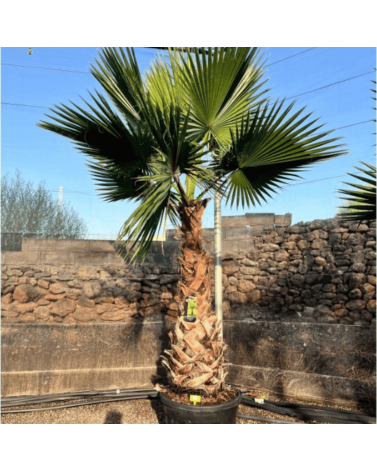 Palmier Washingtonia Robusta Tronc de 140/160 cm, H.260 cm