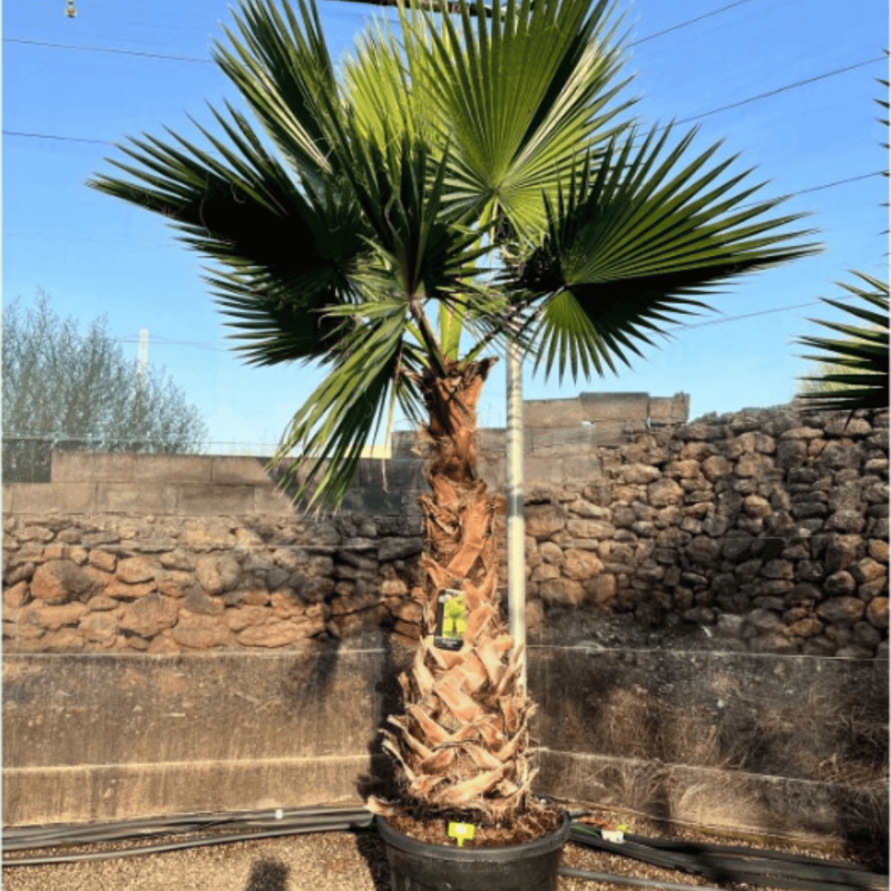 Palmier Washingtonia Robusta Tronc de 140/160 cm, H.260 cm