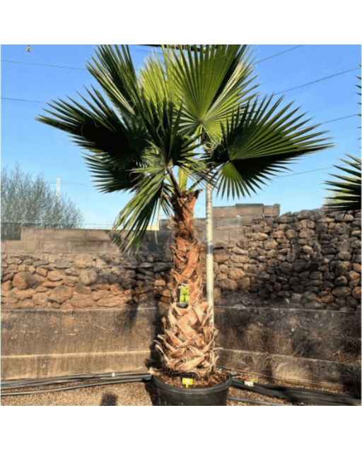 Palmier Washingtonia Robusta Tronc de 140/160 cm, H.260 cm