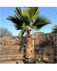 Palmier Washingtonia Robusta Tronc de 140/160 cm, H.260 cm