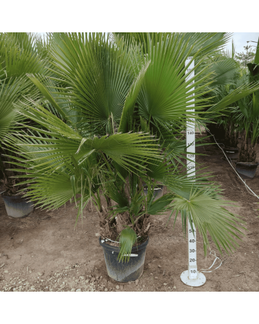 Palmier Washingtonia Robusta Groupe, H.200 cm