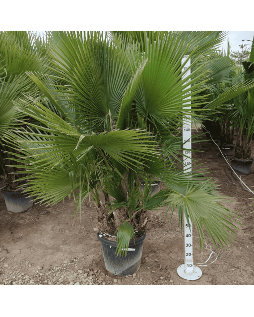 Palmier Washingtonia Robusta Groupe, H.200 cm