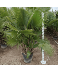 Palmier Washingtonia Robusta Groupe Hauteur.200 cm