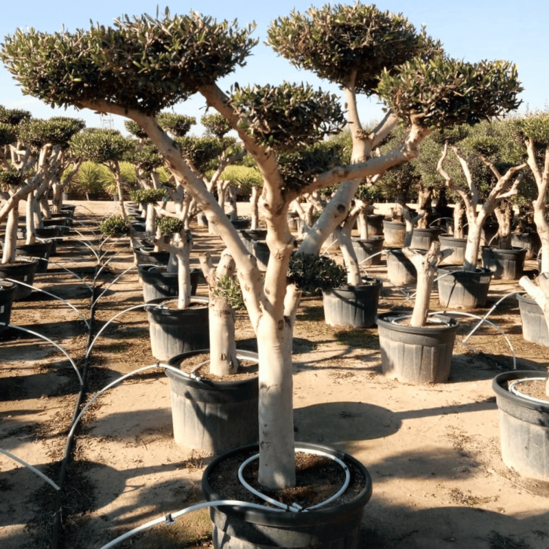 Olivier Europaea Plateau Pot 230 litres