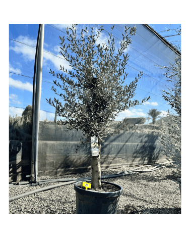 Olivier Europaea Tronc de 20/25 cm de Diamètre, H.180cm