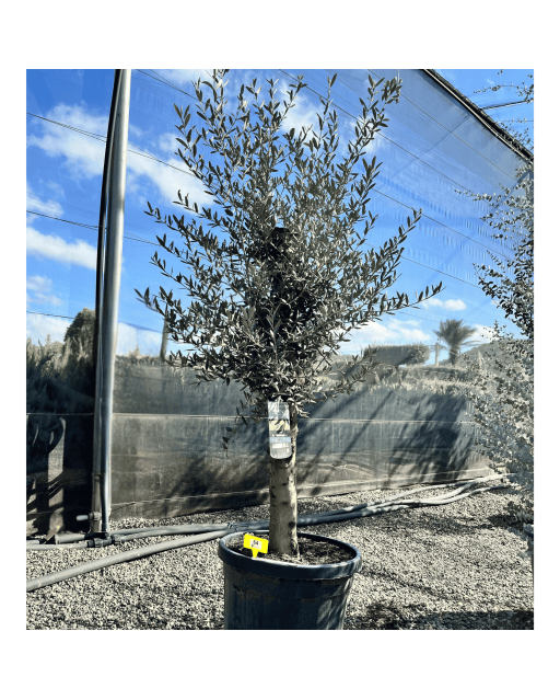 Olivier Europaea Tronc de 20/25 cm de Diamètre, H.180cm