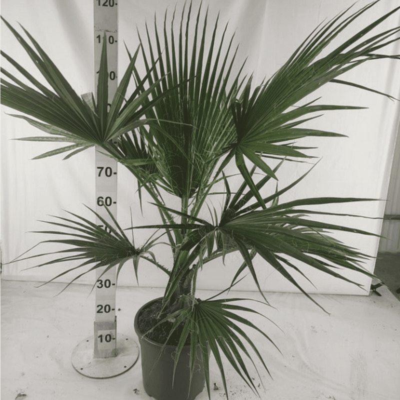Palmier Washingtonia Robusta H.100 cm
