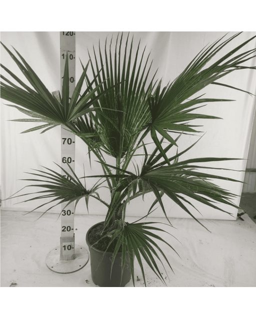 Palmier Washingtonia Robusta H.100 cm