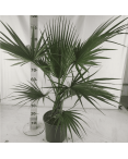 Palmier Washingtonia Robusta H.100 cm