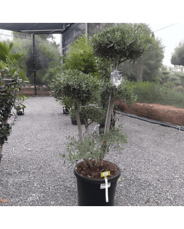 Olivier Europaea PomPom Nuage H.140 cm