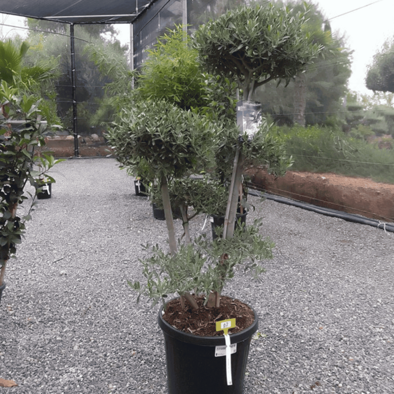 Olivier Europaea PomPom Nuage H.140 cm