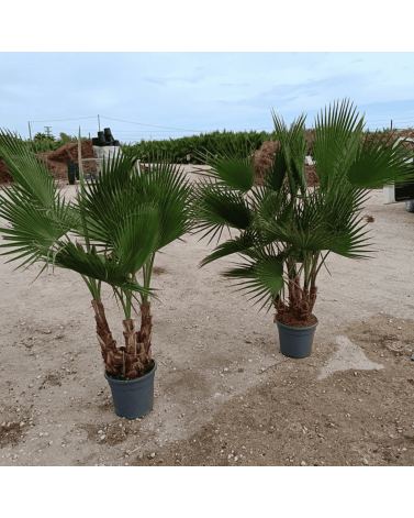 Palmier Washingtonia Robusta Multitroncs Hauteur.140 cm