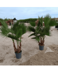 Palmier Washingtonia Robusta Multitroncs Hauteur.140 cm