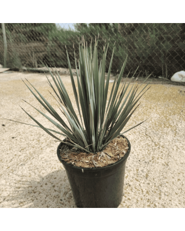 Yucca Rostrata H.50 cm