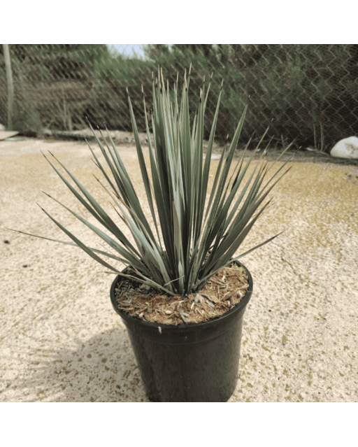 Yucca Rostrata H.50 cm