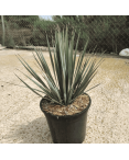 Yucca Rostrata H.50 cm