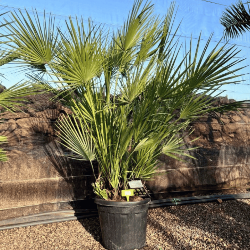 Palmier Chamaerops Humilis, H.160 cm