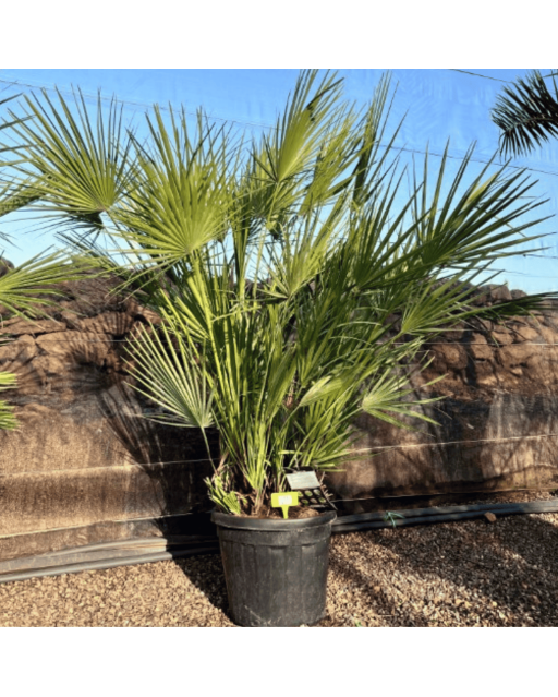 Palmier Chamaerops Humilis, H.160 cm