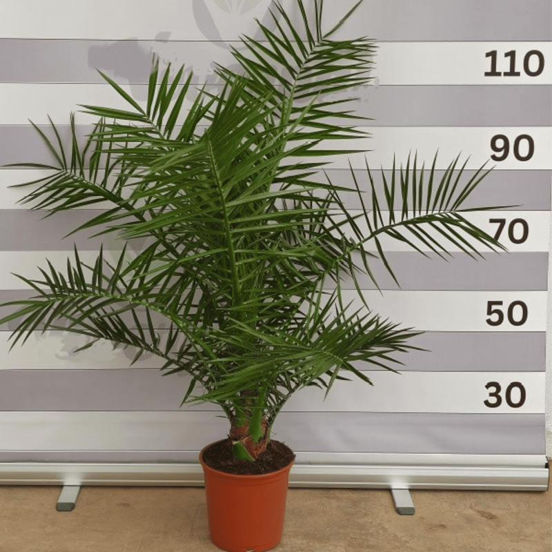 Palmier Phoenix Canariensis Hauteur 90/110 cm