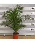 Palmier Phoenix Canariensis Hauteur 90/110 cm
