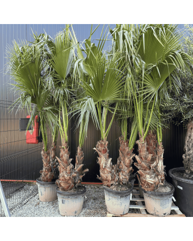 Palmier Washingtonia Robusta Groupe Hauteur.200 cm