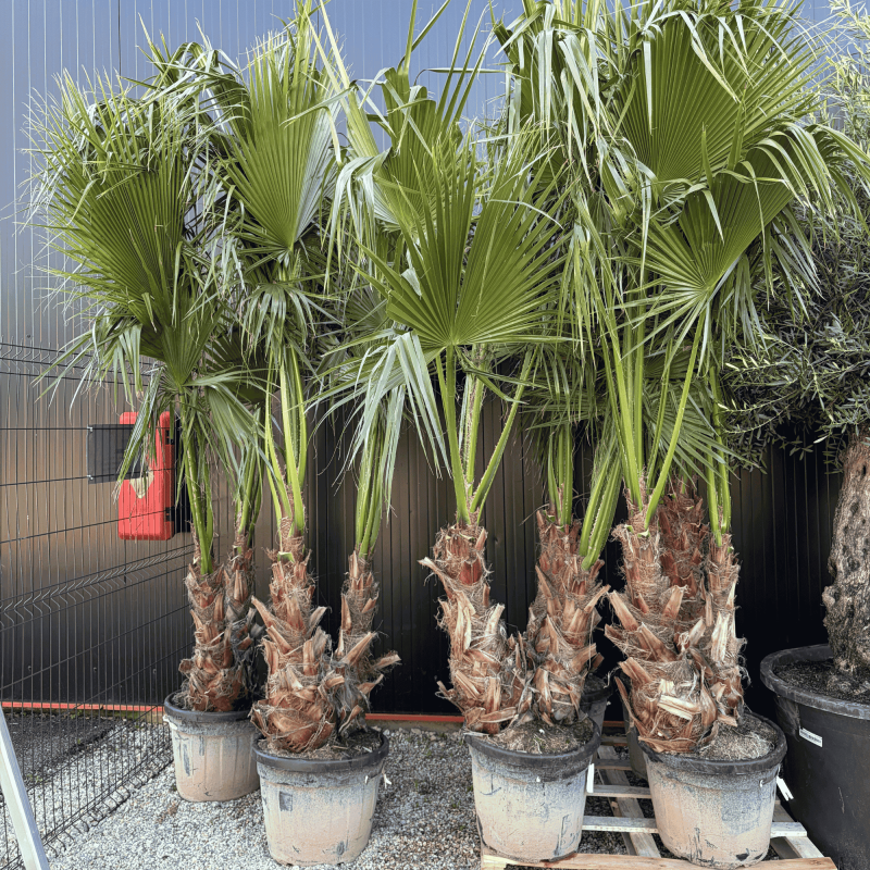Palmier Washingtonia Robusta Groupe Hauteur.200 cm