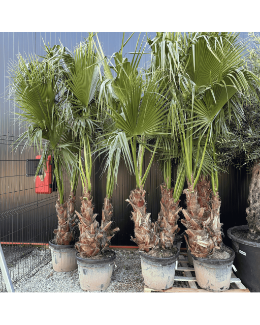 Palmier Washingtonia Robusta Groupe Hauteur.200 cm