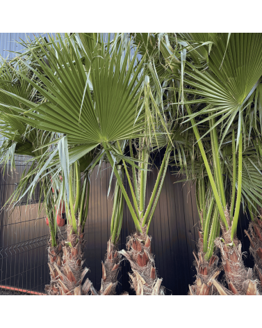 Palmier Washingtonia Robusta Groupe Hauteur.200 cm