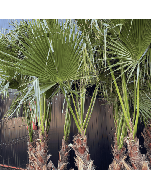 Palmier Washingtonia Robusta Groupe Hauteur.200 cm