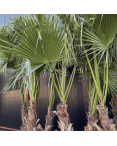 Palmier Washingtonia Robusta Groupe Hauteur.200 cm