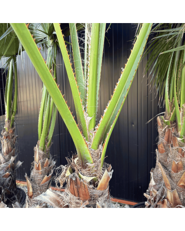 Palmier Washingtonia Robusta Groupe Hauteur.200 cm