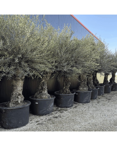 Olivier Europaea Tronc de 80/100 cm de Diamètre Pot 285 litres