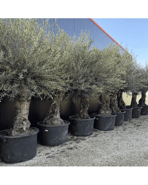 Olivier Europaea Tronc de 80/100 cm de Diamètre Pot 285 litres