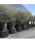 Olivier Europaea Tronc de 80/100 cm de Diamètre Pot 285 litres