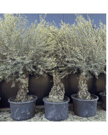 Olivier Europaea Tronc de 80/100 cm de Diamètre Pot 285 litres
