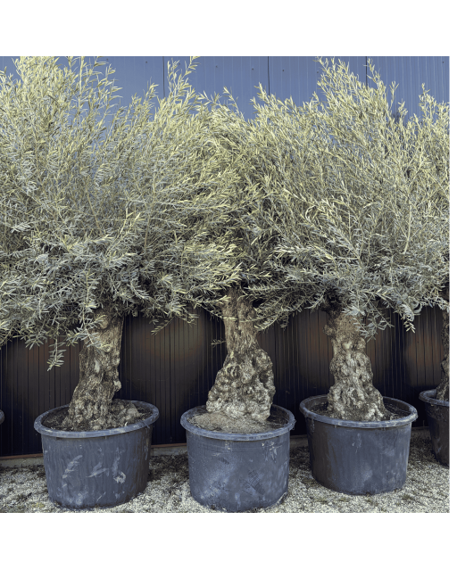 Olivier Europaea Tronc de 80/100 cm de Diamètre Pot 285 litres