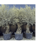 Olivier Europaea Tronc de 80/100 cm de Diamètre Pot 285 litres