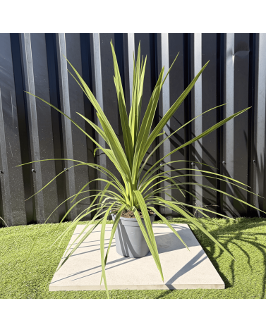 Cordyline Australis Peko Hauteur 70 cm