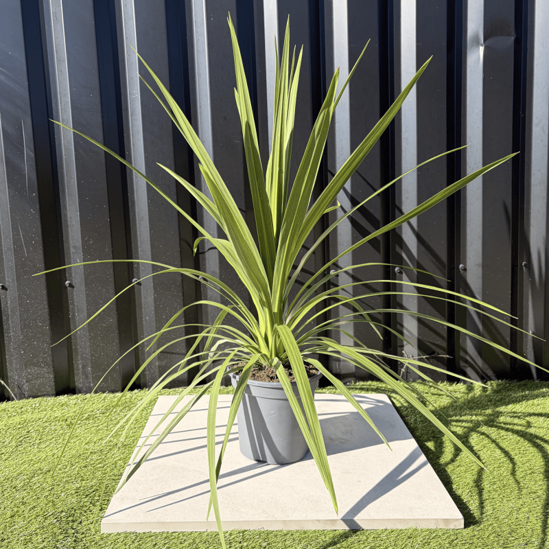 Cordyline Australis Peko Hauteur 70 cm