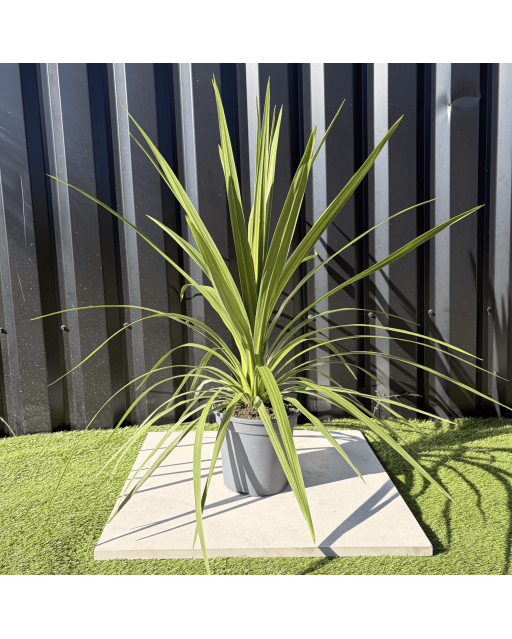 Cordyline Australis Peko Hauteur 70 cm