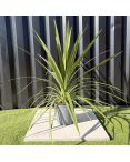 Cordyline Australis Peko Hauteur 70 cm
