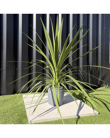 Cordyline Australis Peko Hauteur 70 cm