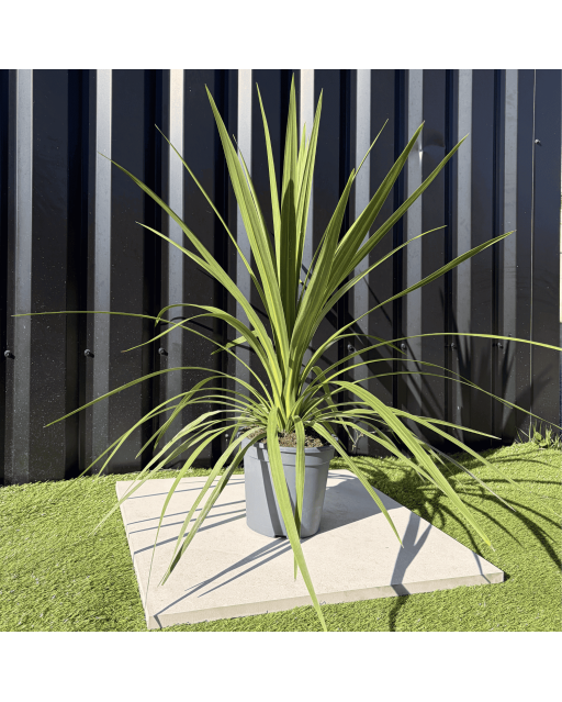 Cordyline Australis Peko Hauteur 70 cm