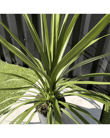 Cordyline Australis Peko Hauteur 70 cm