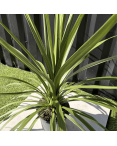 Cordyline Australis Peko Hauteur 70 cm