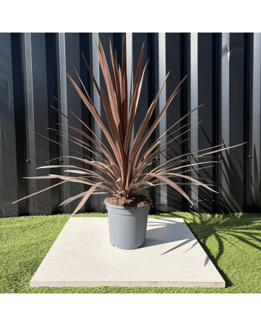 Cordyline Australis Red Star Hauteur 70 cm