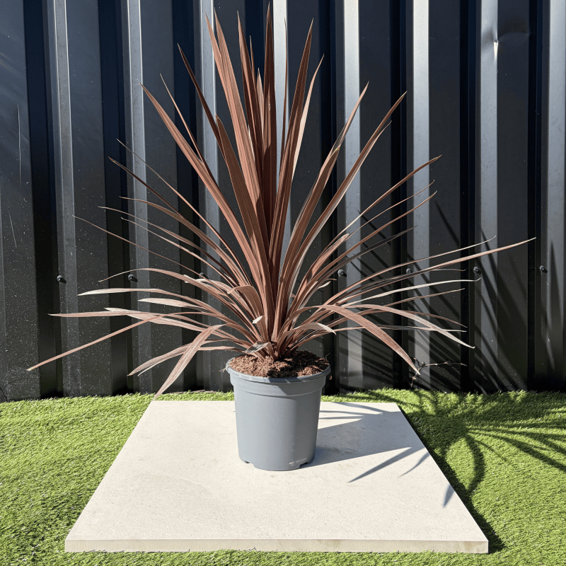 Cordyline Australis Red Star Hauteur 70 cm